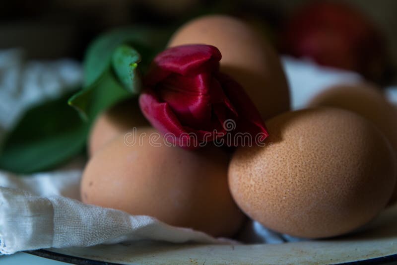 Brown świeżych jajek makro- strzał z czerwonym tulipanem w rocznik emalii talerzu z bliska zdjęcia royalty free Brown świeżych jajek makro- strzał z czerwonym tulipanem w rocznik emalii talerzu z bliska zdjęcia royalty free