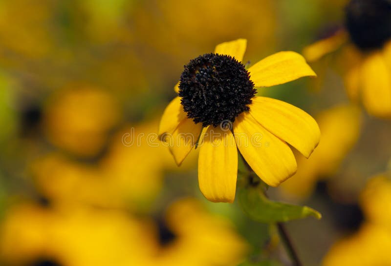 Browneyed Susan, bruin-eyed dun-leaved Susan, coneflower, drie royalty-vrije stock afbeeldingen Browneyed Susan, bruin-eyed dun-leaved Susan, coneflower, drie royalty-vrije stock afbeeldingen