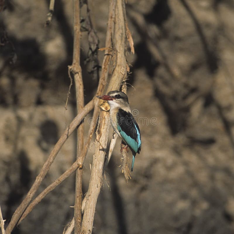 Brownhooded Kingfisher in the selous game reserve - tanzania royalty free stock image Brownhooded Kingfisher in the selous game reserve - tanzania royalty free stock image