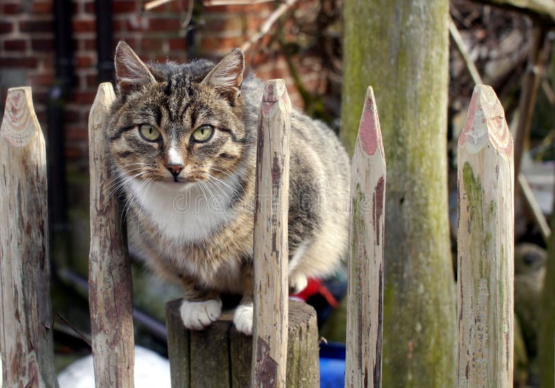 Brownish cat sitting on the fence