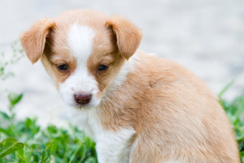 Brownish Puppy with Milk on Its Nose Stock Image Image of head