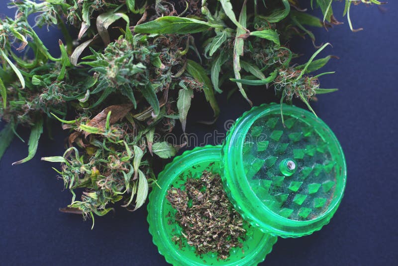 Broyeur verte pour la marijuana de meulage, cannabis coupé frais photo stock Broyeur verte pour la marijuana de meulage, cannabis coupé frais photo stock