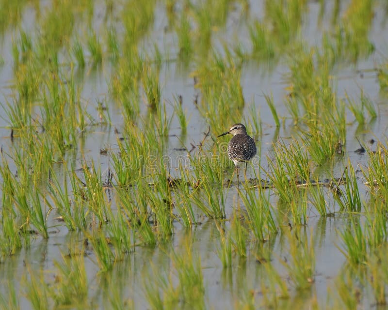 Bruchwasserläufer stockfotos Bruchwasserläufer stockfotos