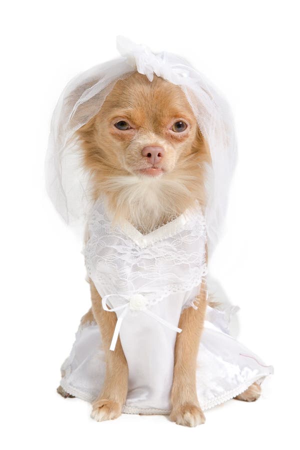 brudchihuahua fotografering för bildbyråer brudchihuahua fotografering för bildbyråer