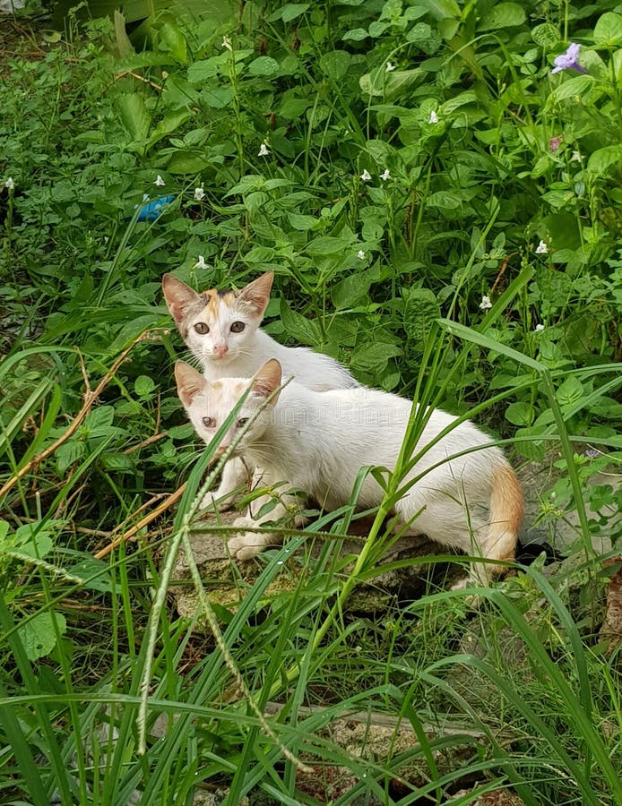Bruderschaft von zwei süßen und bezaubernden kleinen Katzen auf dem felsigen Gras stockbild