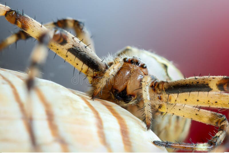 Bruennichi f?r Wasp spindelargiope royaltyfri bild Bruennichi f?r Wasp spindelargiope royaltyfri bild