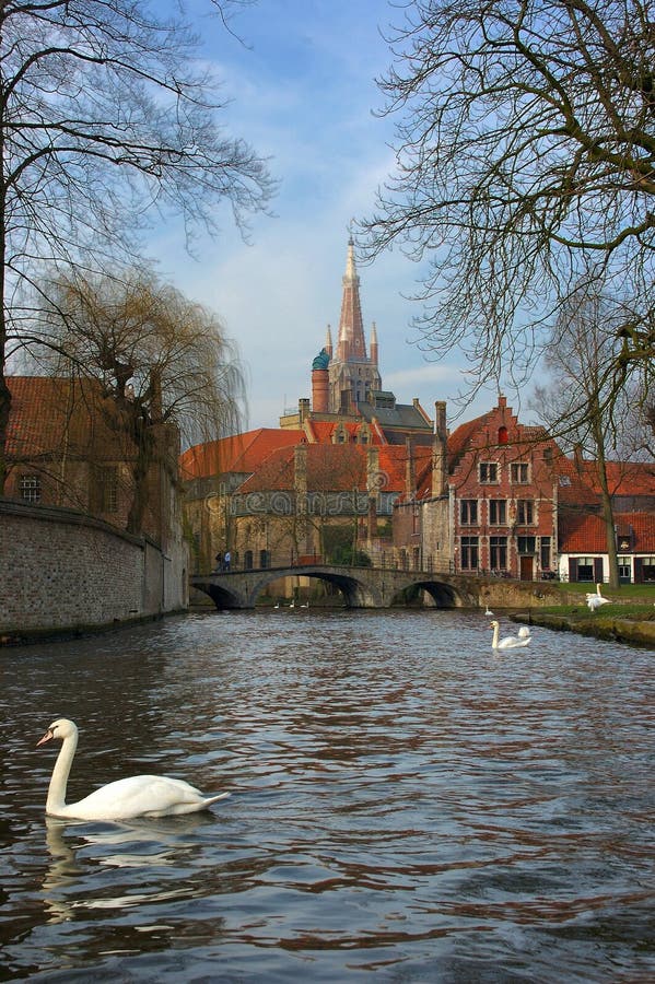 A view of one of the oldest cities in Belgium, Brugge, Bruges, cathedral, church in background. View from the canal with swan swimming. A view of one of the oldest cities in Belgium, Brugge, Bruges, cathedral, church in background. View from the canal with swan swimming.