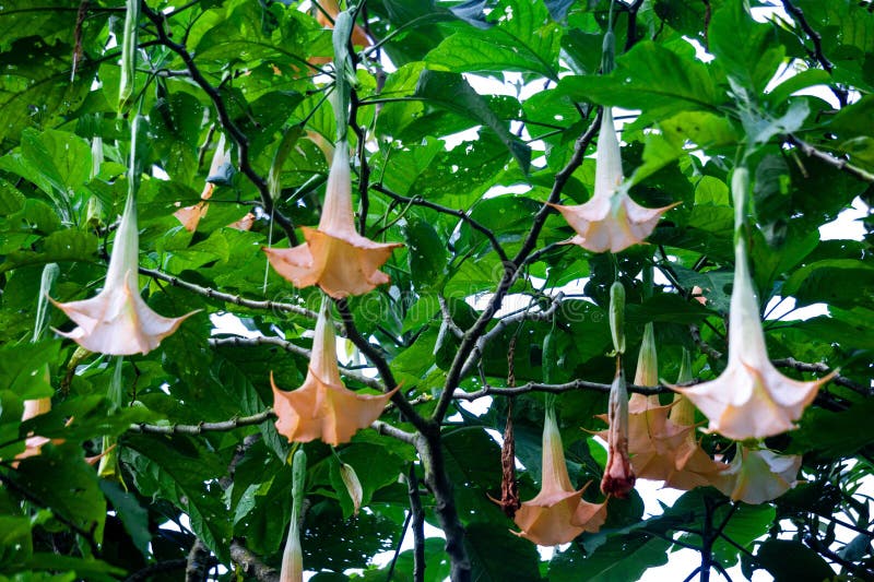 Brugmansia arborea (Brugmansia suaveolens)in nature. Brugmansia arborea is an evergreen shrub or small tree reaching up to 7 metres (23 ft) in height. This plant usually pollinated by moths. Brugmansia arborea (Brugmansia suaveolens)in nature. Brugmansia arborea is an evergreen shrub or small tree reaching up to 7 metres (23 ft) in height. This plant usually pollinated by moths.