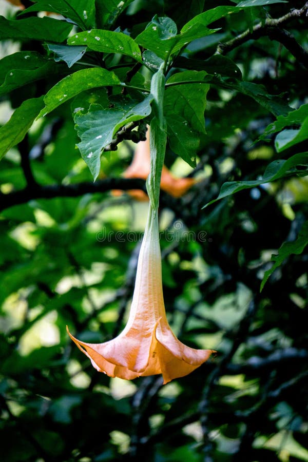 Brugmansia arborea (Brugmansia suaveolens)in nature. Brugmansia arborea is an evergreen shrub or small tree reaching up to 7 metres (23 ft) in height. This plant usually pollinated by moths. Brugmansia arborea (Brugmansia suaveolens)in nature. Brugmansia arborea is an evergreen shrub or small tree reaching up to 7 metres (23 ft) in height. This plant usually pollinated by moths.