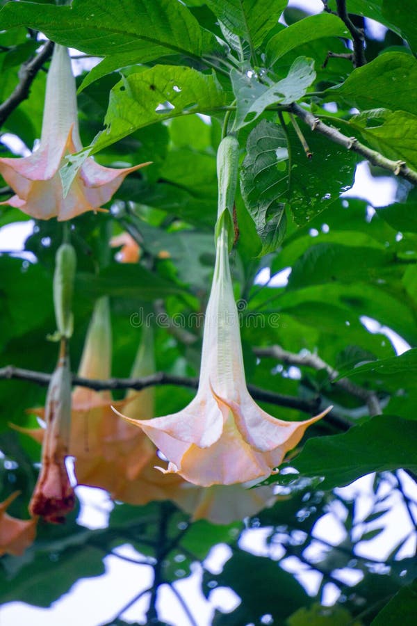 Brugmansia arborea (Brugmansia suaveolens)in nature. Brugmansia arborea is an evergreen shrub or small tree reaching up to 7 metres (23 ft) in height. This plant usually pollinated by moths. Brugmansia arborea (Brugmansia suaveolens)in nature. Brugmansia arborea is an evergreen shrub or small tree reaching up to 7 metres (23 ft) in height. This plant usually pollinated by moths.