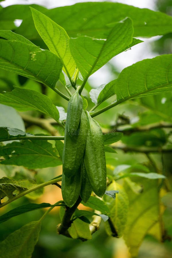 Brugmansia arborea (Brugmansia suaveolens)in nature. Brugmansia arborea is an evergreen shrub or small tree reaching up to 7 metres (23 ft) in height. This plant usually pollinated by moths. Brugmansia arborea (Brugmansia suaveolens)in nature. Brugmansia arborea is an evergreen shrub or small tree reaching up to 7 metres (23 ft) in height. This plant usually pollinated by moths.