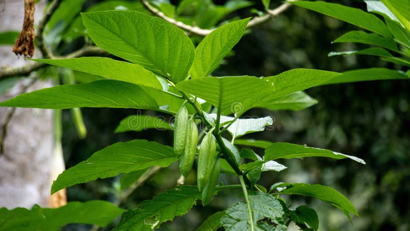 Brugmansia arborea (Brugmansia suaveolens)in nature. Brugmansia arborea is an evergreen shrub or small tree reaching up to 7 metres (23 ft) in height. This plant usually pollinated by moths. Brugmansia arborea (Brugmansia suaveolens)in nature. Brugmansia arborea is an evergreen shrub or small tree reaching up to 7 metres (23 ft) in height. This plant usually pollinated by moths.