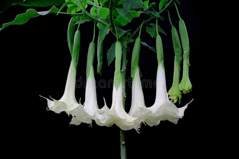 Brugmansia Creamsickle - tropical flower stock photos