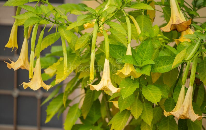 Phormium "Golden Ray" » Vendita Piante Online - Foto 11