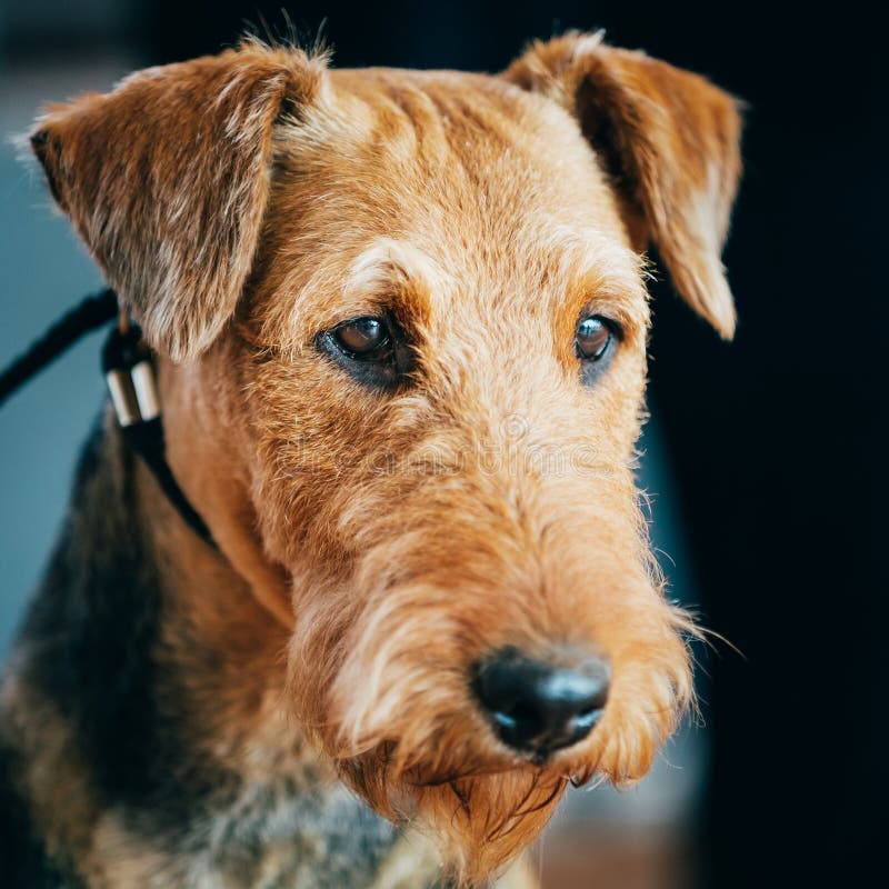 Bruin de Hond Dicht Omhooggaand Portret van Airedale Terrier stock afbeelding Bruin de Hond Dicht Omhooggaand Portret van Airedale Terrier stock afbeelding
