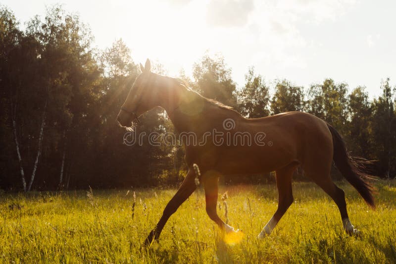 Bruin die paard op een grasgebied bij zonsondergang in werking wordt gesteld stock foto Bruin die paard op een grasgebied bij zonsondergang in werking wordt gesteld stock foto