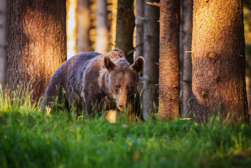 Bruin draag stock afbeeldingen Bruin draag stock afbeeldingen