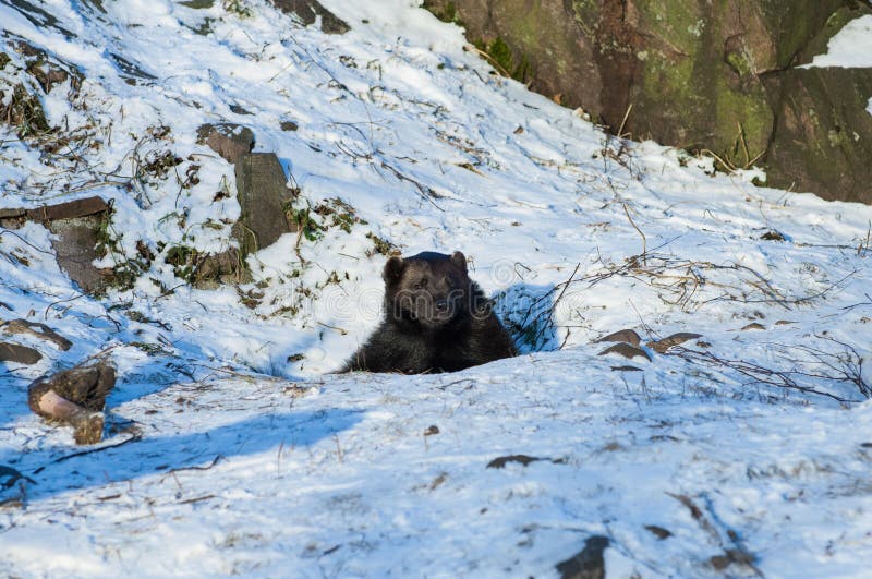 Brown bear (Ursus arctos) inspecting the surroundings of his den. Brown bear (Ursus arctos) inspecting the surroundings of his den