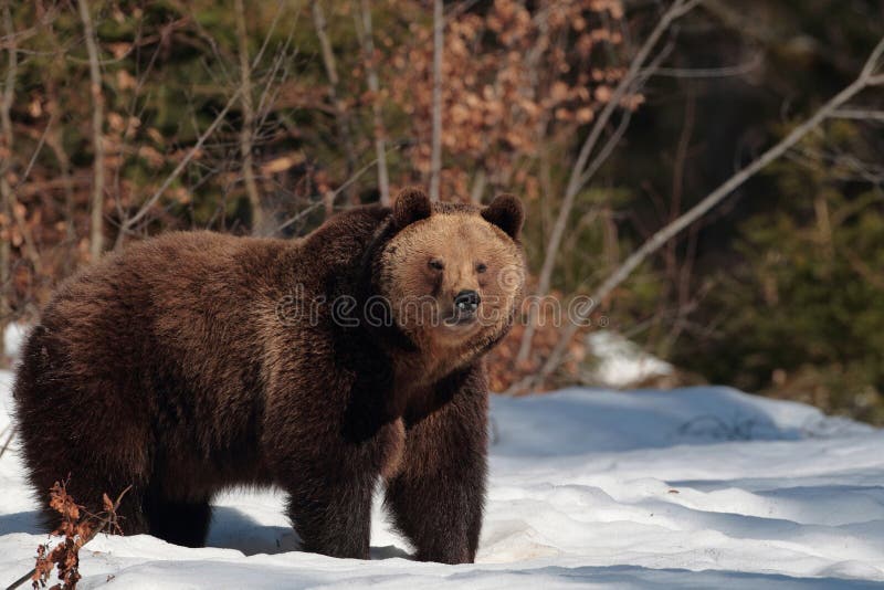 Bruin draag in het bos van Maramures-Bergen stock afbeelding Bruin draag in het bos van Maramures-Bergen stock afbeelding