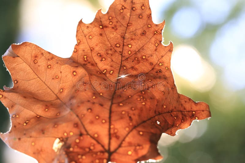 Bruin gedroogd valblad stock foto's