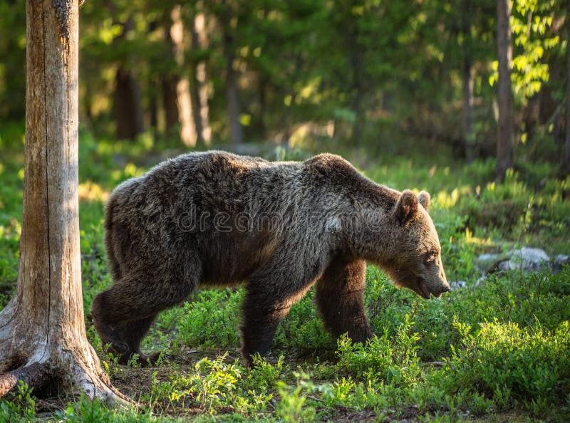 Bruin lopen draagt in het de zomerbos royalty-vrije stock foto's Bruin lopen draagt in het de zomerbos royalty-vrije stock foto's