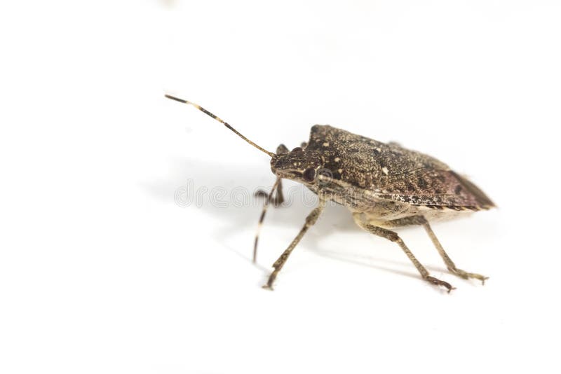 Download Bruin Marmorated Stinken Insect Stock Foto - Afbeelding bestaande uit annoying, stinky: 54092084