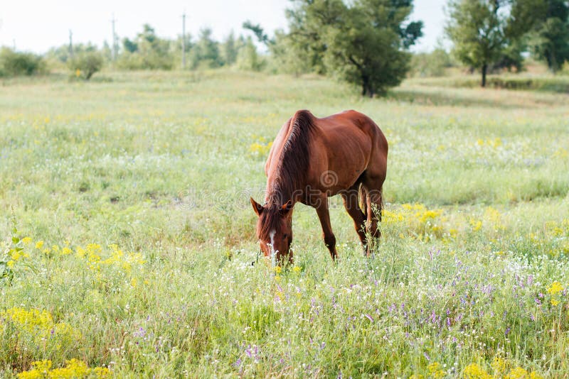 Bruin paard dat gras op het gebied eet royalty-vrije stock afbeeldingen Bruin paard dat gras op het gebied eet royalty-vrije stock afbeeldingen