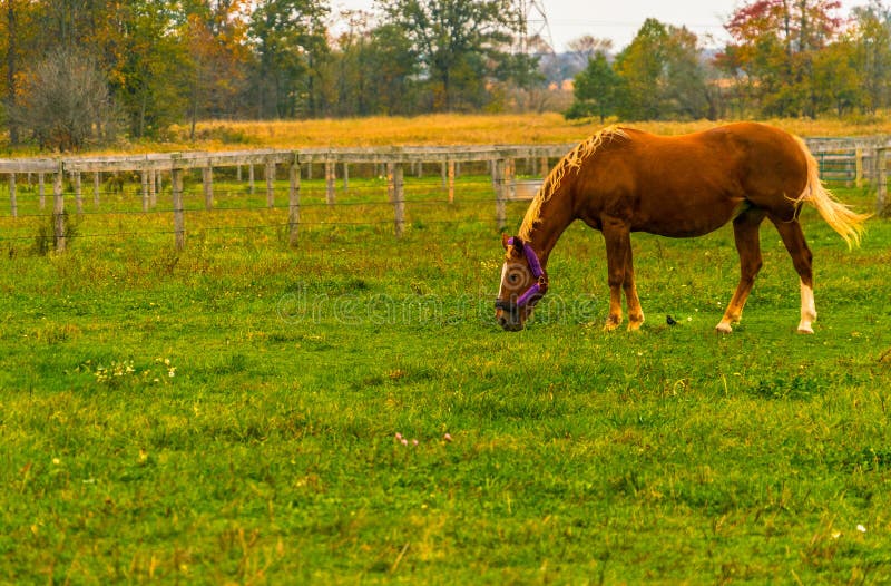 Bruin paard die gras eten, die op een groen gebied in de herfst weiden stock fotografie Bruin paard die gras eten, die op een groen gebied in de herfst weiden stock fotografie