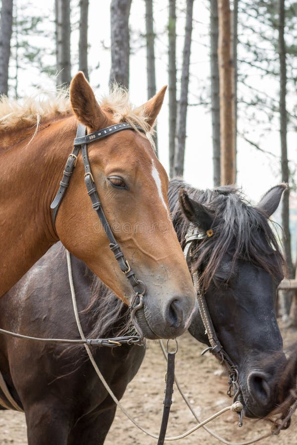 Bruin paard headshot met zwart paard op de achtergrond royalty-vrije stock afbeeldingen Bruin paard headshot met zwart paard op de achtergrond royalty-vrije stock afbeeldingen