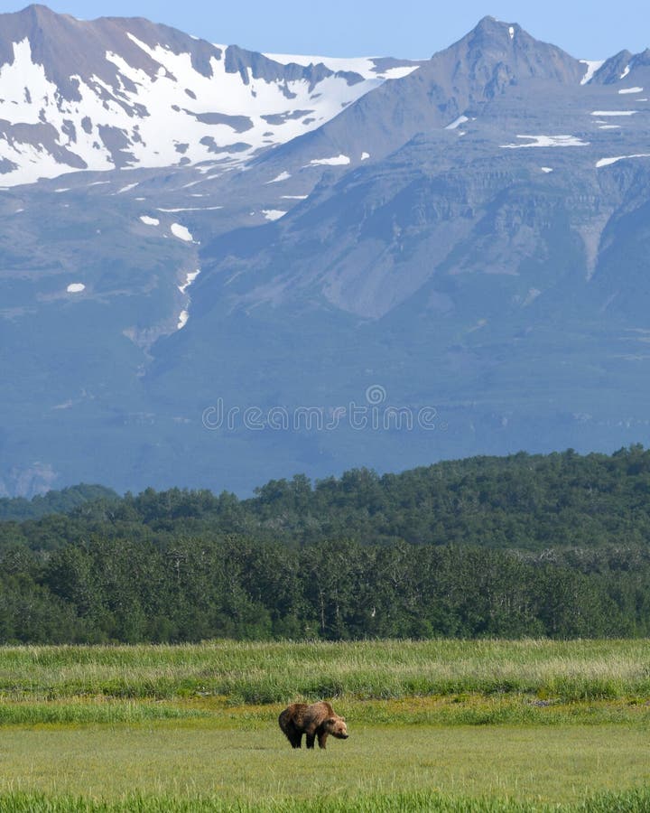 Bruin Van Alaska draagt weidt met sneeuwbergen op de achtergrond in het Nationale Park van Katmai stock foto Bruin Van Alaska draagt weidt met sneeuwbergen op de achtergrond in het Nationale Park van Katmai stock foto