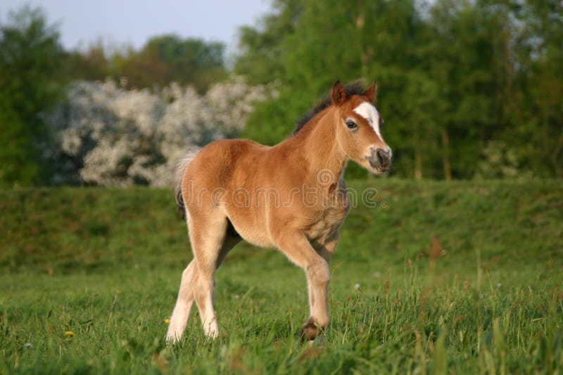 Bruin Welsh ponyveulen royalty-vrije stock afbeelding