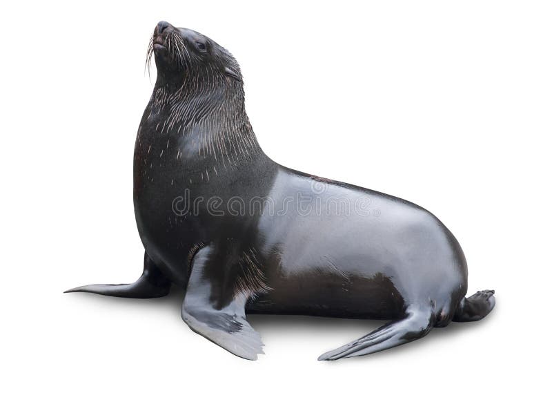Bruine zeehond royalty-vrije stock afbeeldingen
