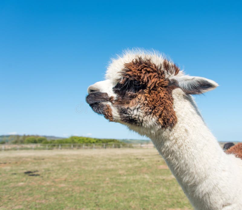 Bruine en Witte Alpaca royalty-vrije stock afbeelding Bruine en Witte Alpaca royalty-vrije stock afbeelding