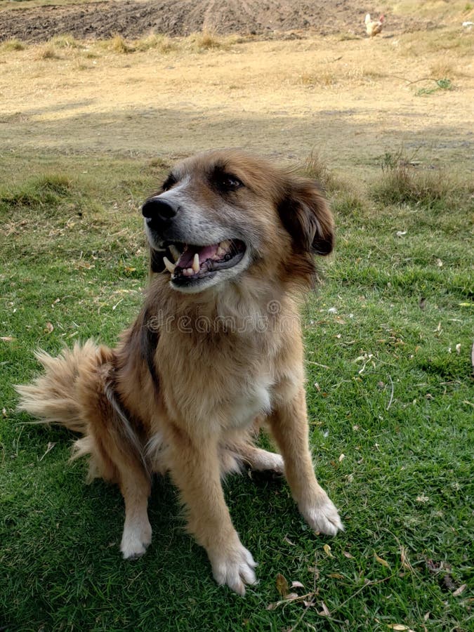 bruine haired hond in het gras stock fotografie bruine haired hond in het gras stock fotografie