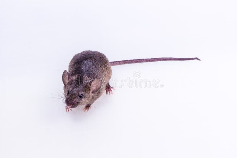 Bruine Muis, Knaagdier, Rat