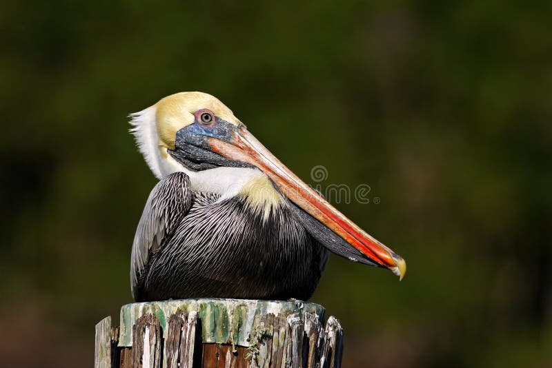 Bruine occidentalis Florida, de V.S. van Pelikaanpelecanus royalty-vrije stock foto Bruine occidentalis Florida, de V.S. van Pelikaanpelecanus royalty-vrije stock foto