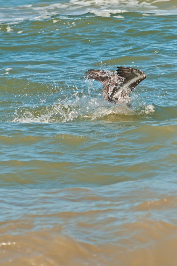 Bruine pelikaan die in tropisch water duiken, stock afbeeldingen Bruine pelikaan die in tropisch water duiken, stock afbeeldingen