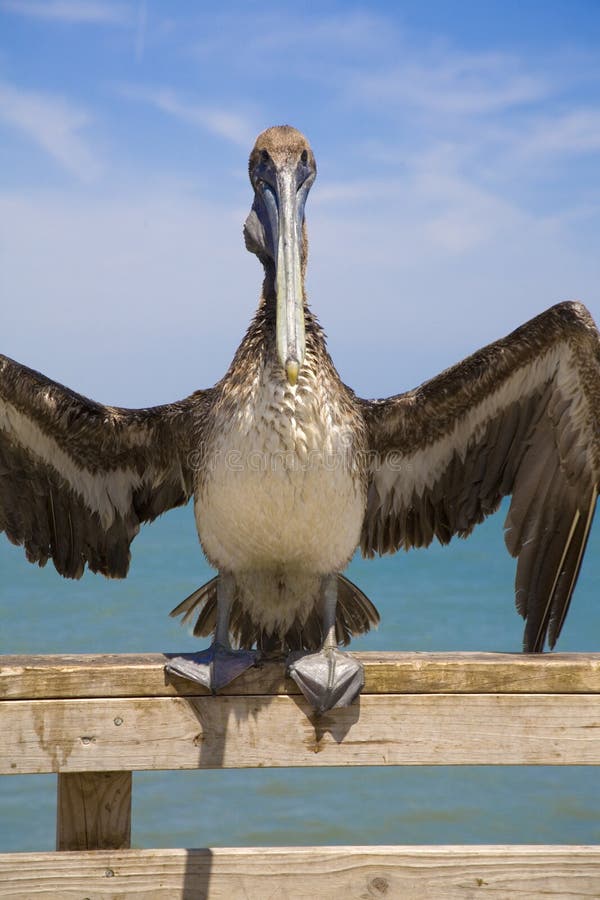 Bruine pelikaan op de pijler bij het Strand van Jacksonville, Florida, de V.S., stock afbeelding Bruine pelikaan op de pijler bij het Strand van Jacksonville, Florida, de V.S., stock afbeelding