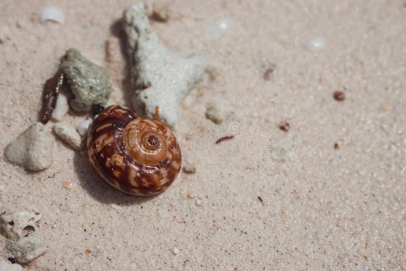 Bruine shell op wit zandstrand Kleine zeeschelp Tropisch aardvoorwerp Het oceaanwild royalty-vrije stock foto Bruine shell op wit zandstrand Kleine zeeschelp Tropisch aardvoorwerp Het oceaanwild royalty-vrije stock foto