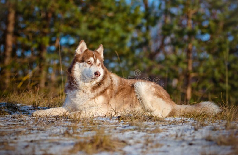 Bruine Siberische schor hond royalty-vrije stock afbeelding Bruine Siberische schor hond royalty-vrije stock afbeelding