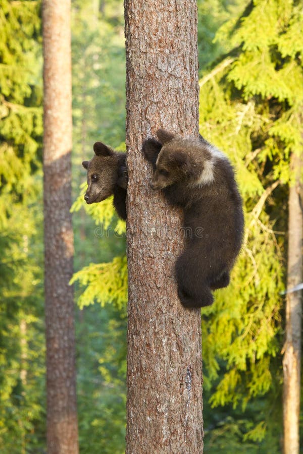 Bruine twee dragen welpen die (arctos Ursus) een boom beklimmen royalty-vrije stock fotografie Bruine twee dragen welpen die (arctos Ursus) een boom beklimmen royalty-vrije stock fotografie