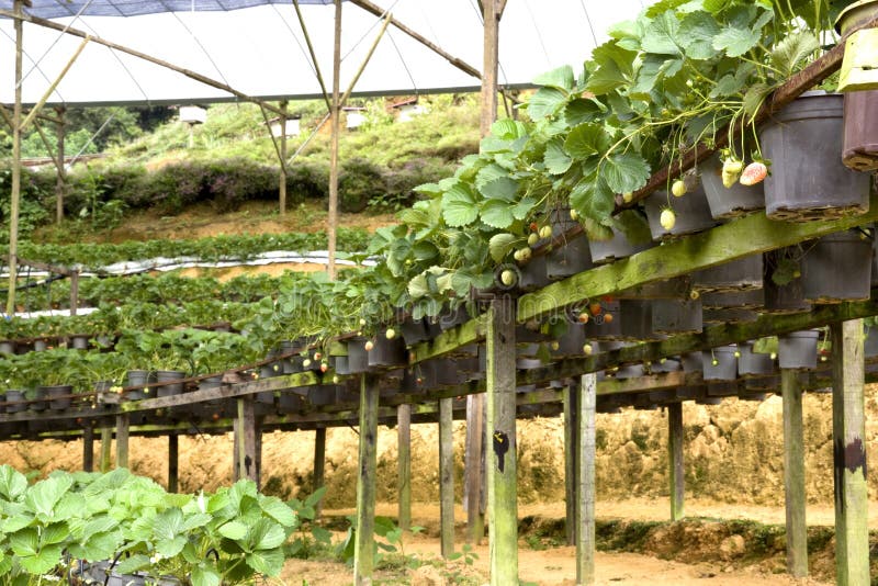 Image of organic farming of strawberries in Malaysia. Image of organic farming of strawberries in Malaysia.