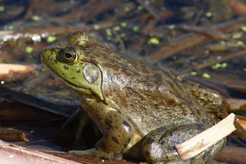 Stierpad in vijver royalty-vrije stock foto