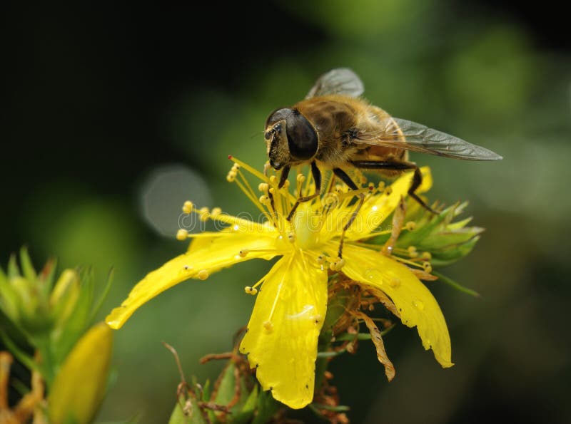 Brummen-Fliege lizenzfreie stockfotografie Brummen-Fliege lizenzfreie stockfotografie