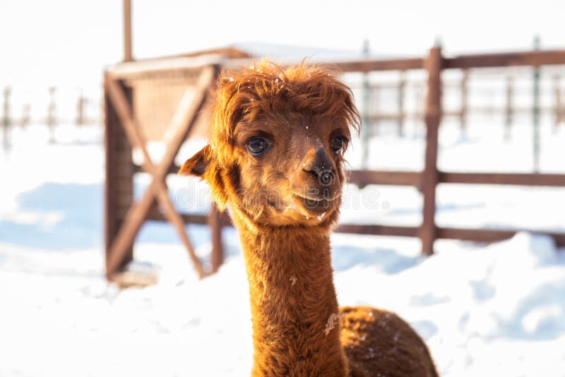 Brun alpaca som ser den raka framåt - ståenden av en brun alpaca på snöbakgrund royaltyfri fotografi Brun alpaca som ser den raka framåt - ståenden av en brun alpaca på snöbakgrund royaltyfri fotografi