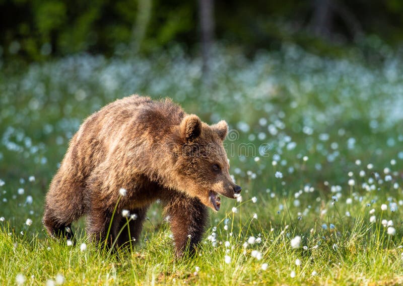 Brun björnhubb på träsket i solljus Vetenskapligt namn: Ursus arctos Naturlig livsmiljö Sommarsäsong arkivbilder Brun björnhubb på träsket i solljus Vetenskapligt namn: Ursus arctos Naturlig livsmiljö Sommarsäsong arkivbilder