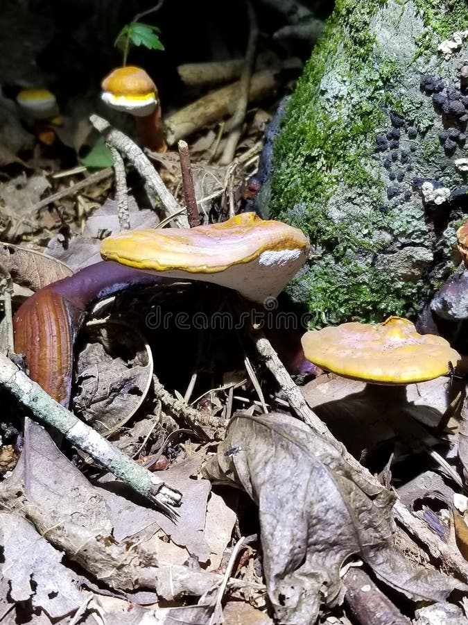 Brun de champignon sur les roches et le feuillage images libres de droits Brun de champignon sur les roches et le feuillage images libres de droits