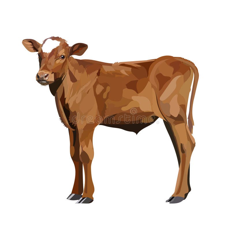 Brun de veau de vache, animal de vecteur