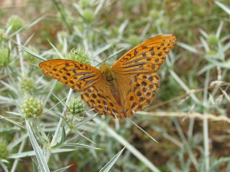 Brun fjärilsorangethistle fotografering för bildbyråer