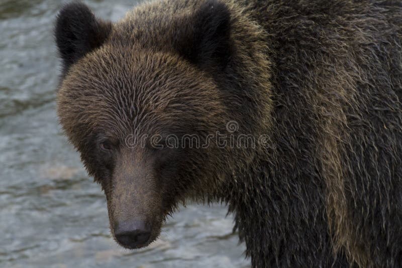 Brun grisslybjörn på Hannah Creek i British Columbia royaltyfria bilder Brun grisslybjörn på Hannah Creek i British Columbia royaltyfria bilder